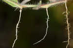 Hairy crabgrass